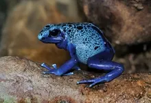 frogs amphibians poison dart frogs 3000x2062 wallpaper Art HD Wallpaper